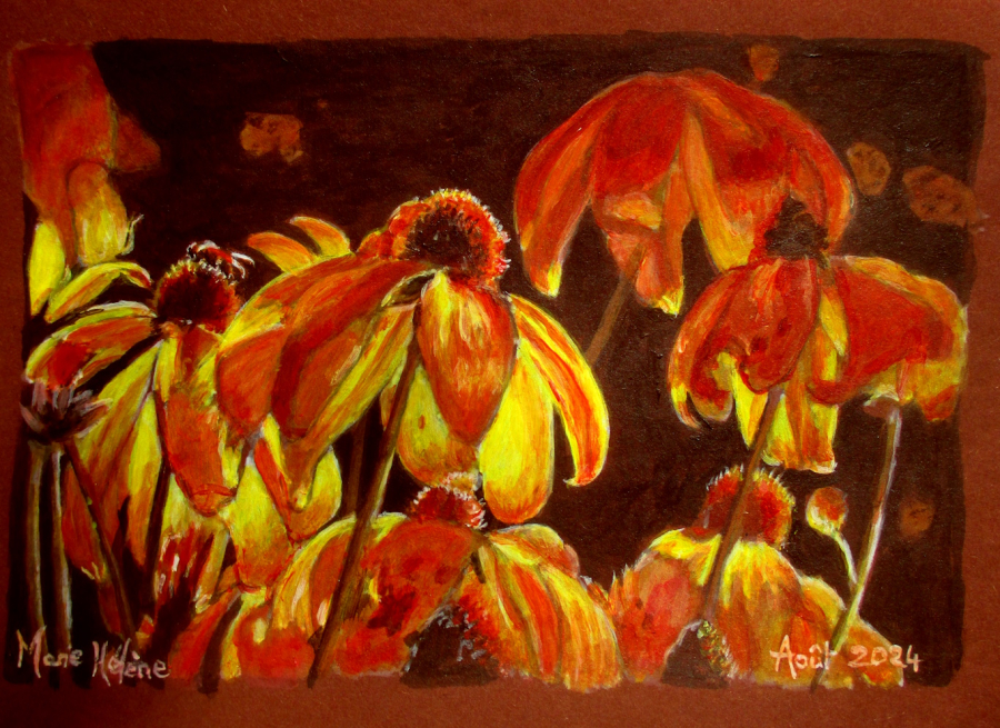 Fleurs d'échinacées